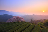 朝陽と遠山桜