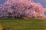 八重咲きの遠山桜
