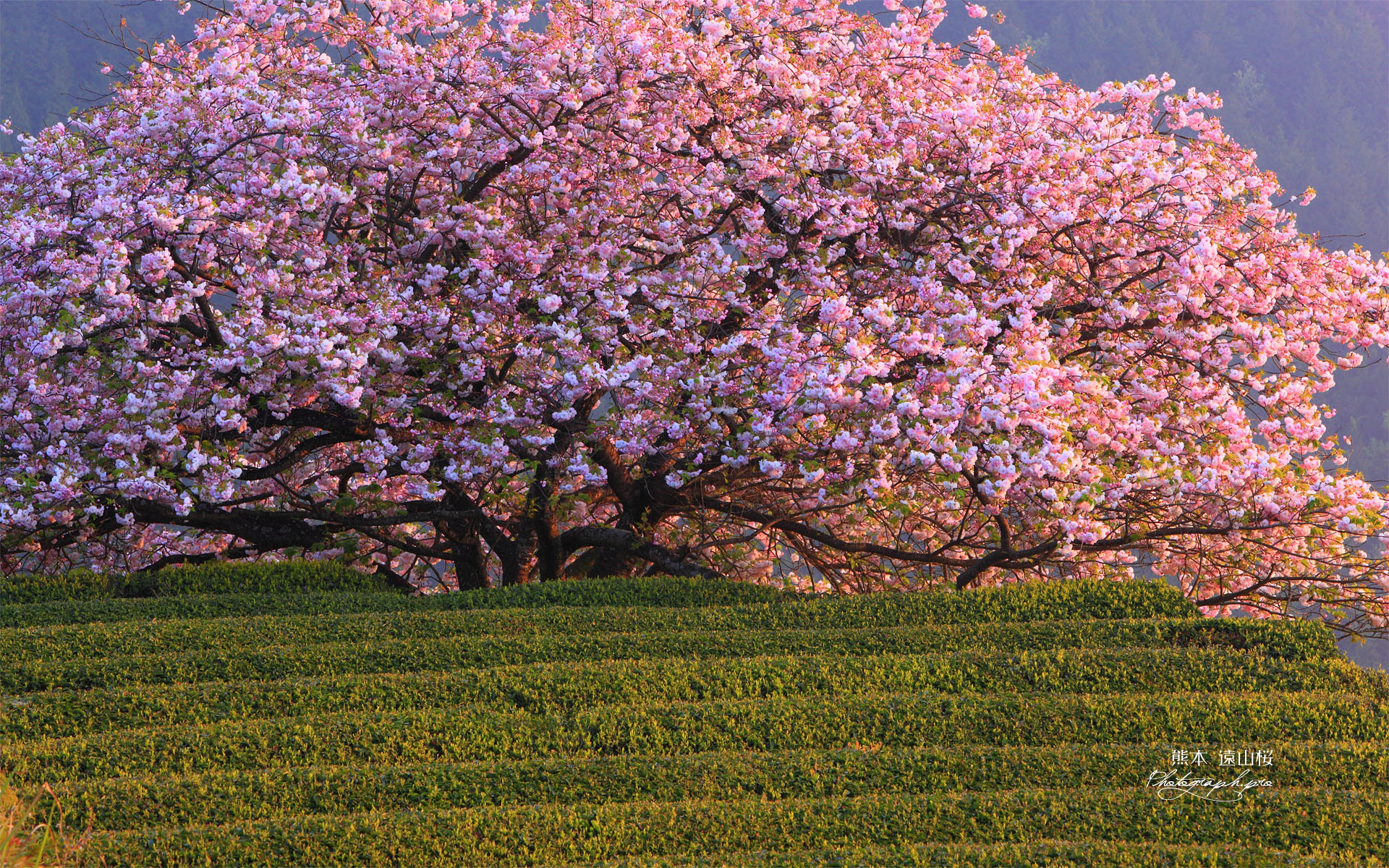 八重咲きの遠山桜