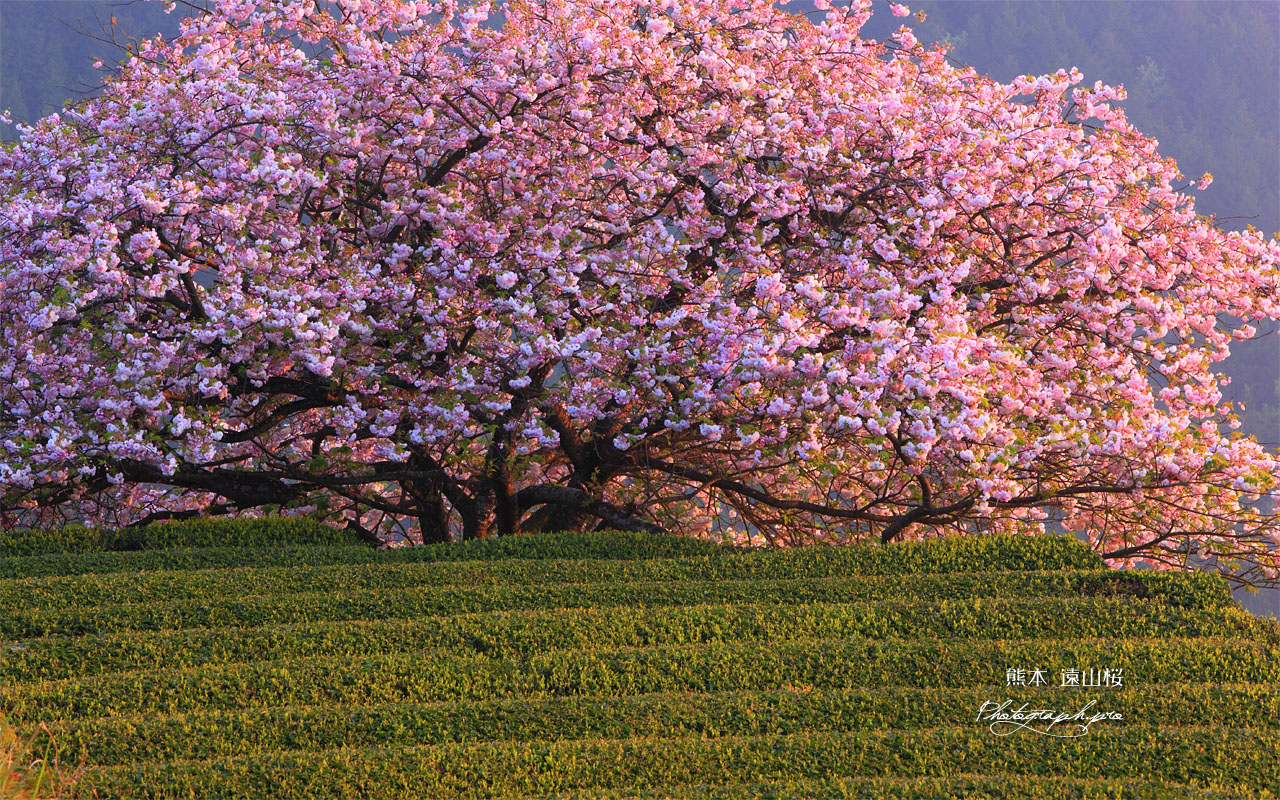 八重咲きの遠山桜 壁紙