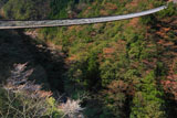 五家荘 梅の木轟公園吊橋
