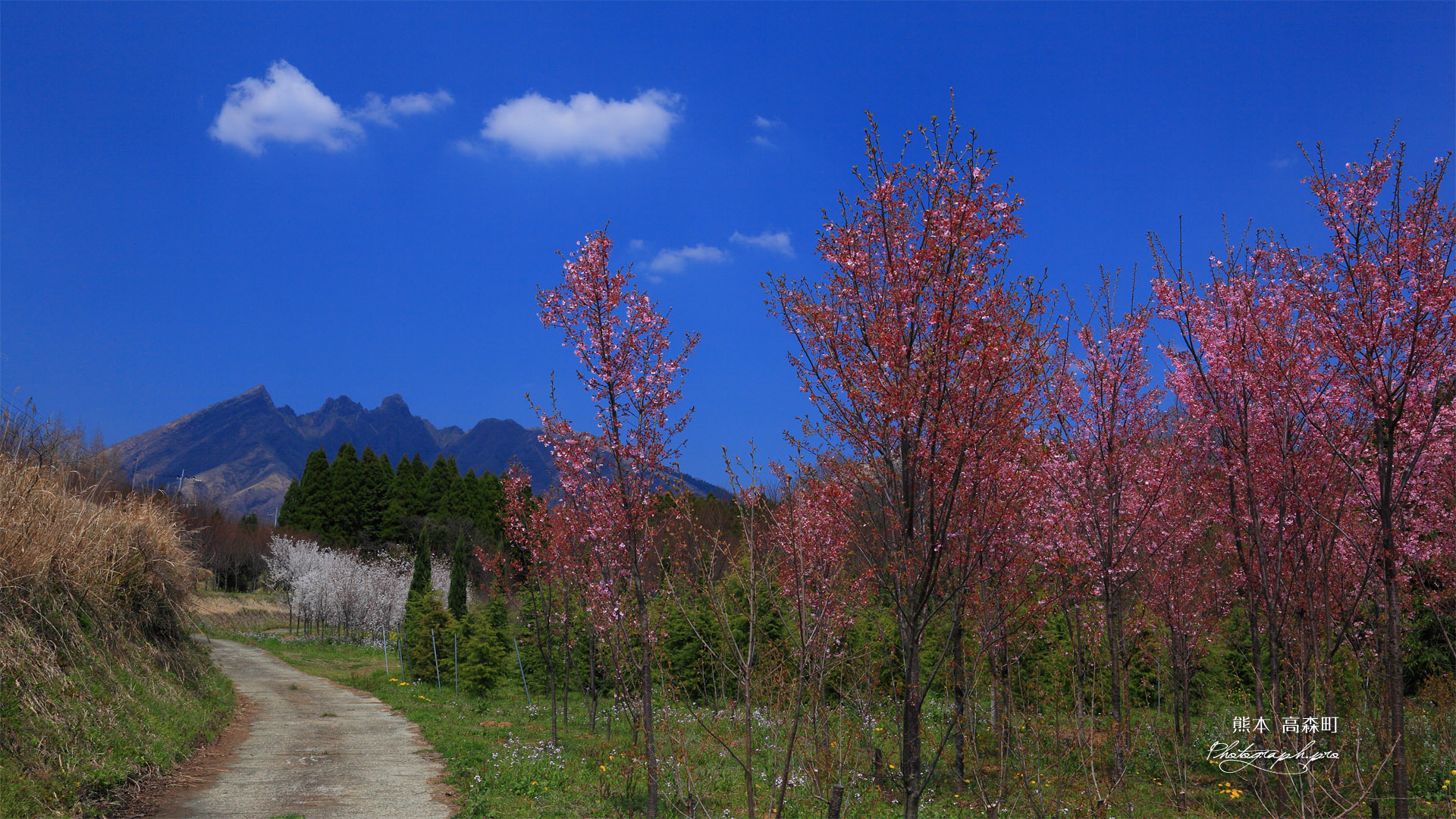 南阿蘇の桜苗木林