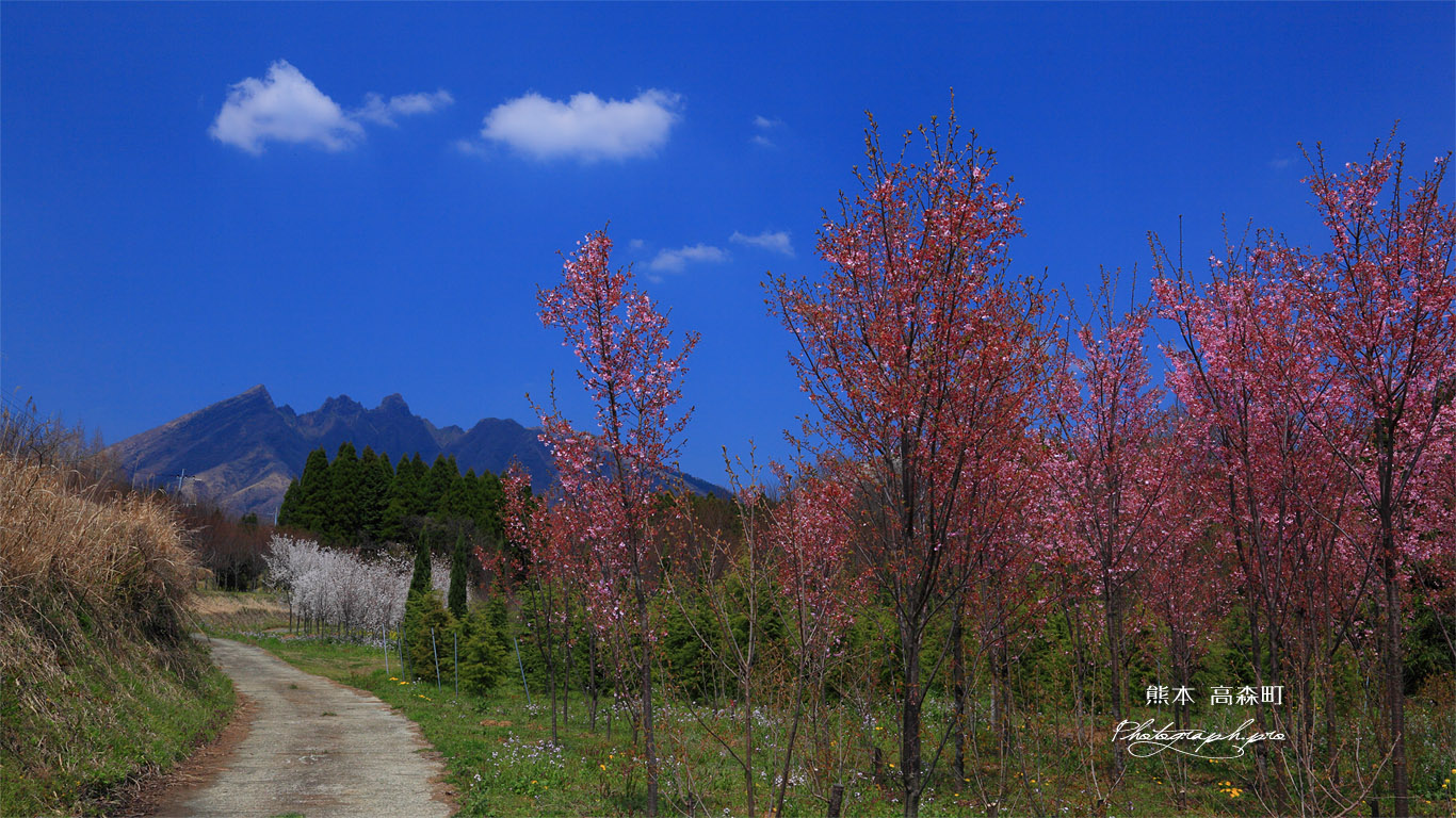 南阿蘇の桜苗木林 壁紙