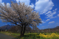 阿蘇山の桜