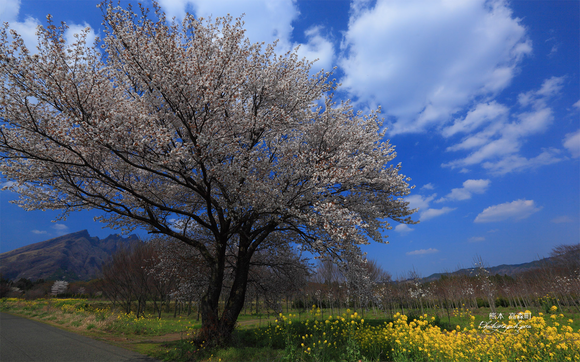 阿蘇の名もない一本桜