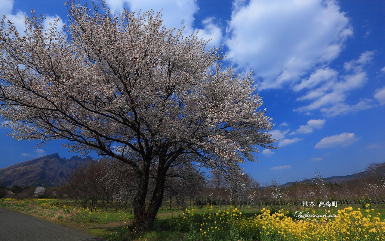 阿蘇の名もない一本桜 壁紙