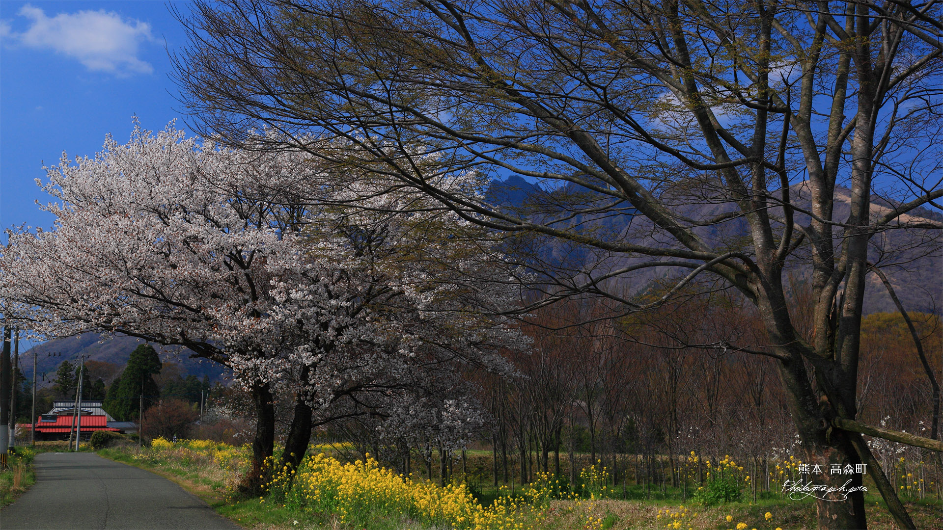 前原の山桜
