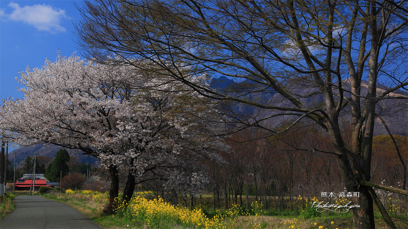 前原の山桜 壁紙
