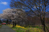 前原の山桜