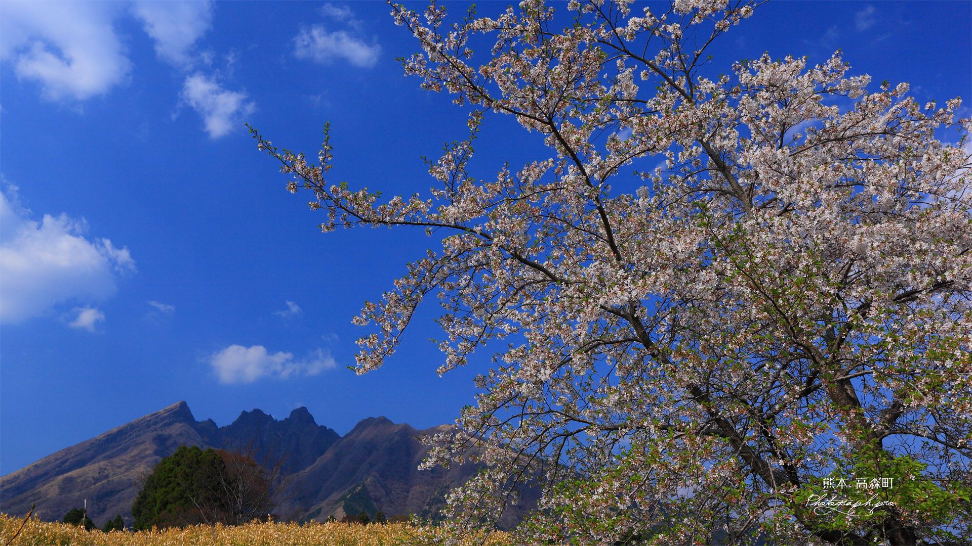 桜と阿蘇根子岳