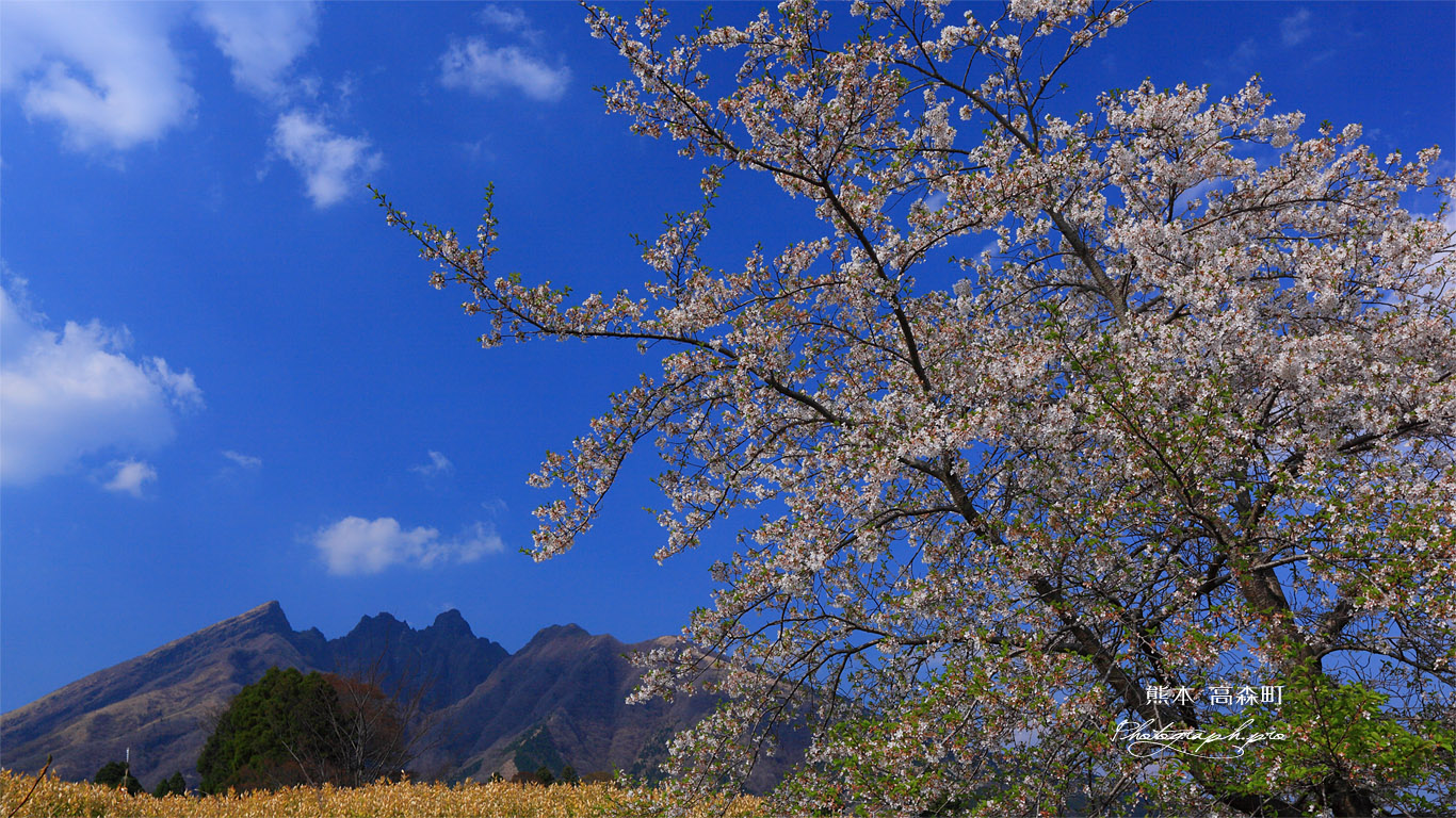 桜と阿蘇根子岳 壁紙