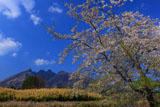 桜と阿蘇根子岳