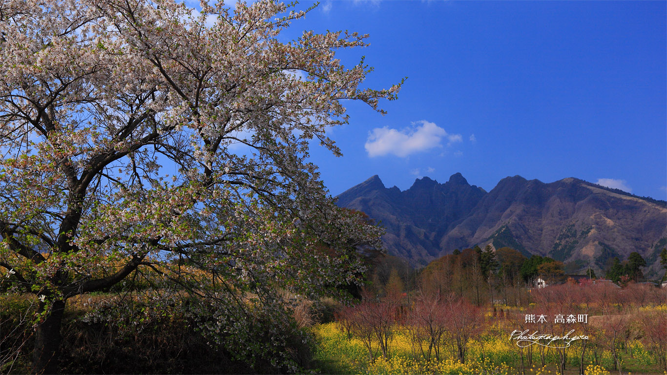 桜に菜の花畑と根子岳 壁紙