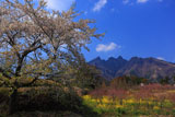 桜に菜の花畑と根子岳