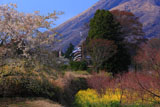阿蘇の桜と鯉のぼり