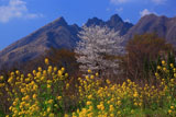 菜の花と桜越しの根子岳