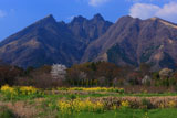 休耕地と阿蘇根子岳