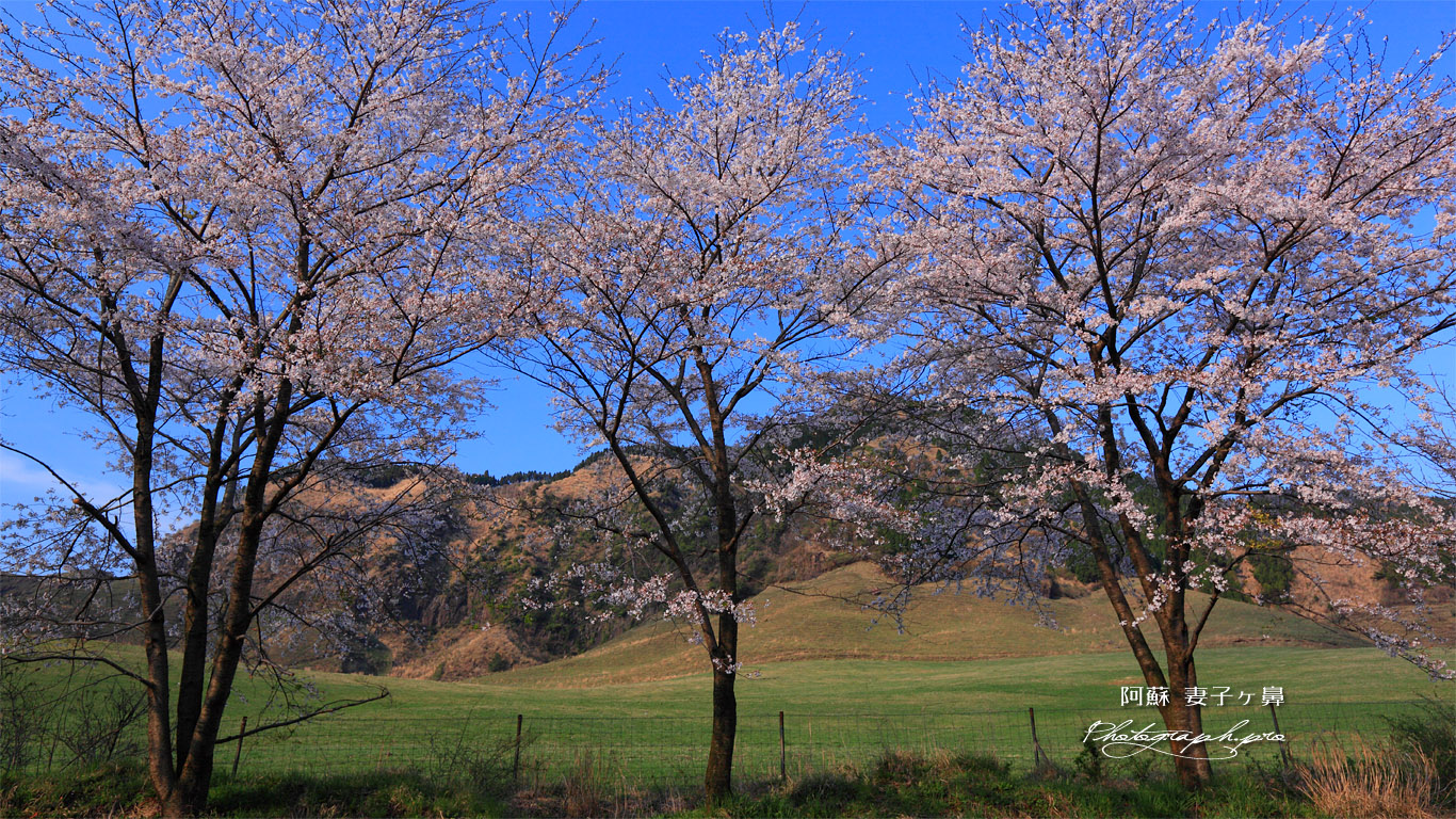 阿蘇妻子ヶ鼻の桜 壁紙