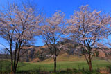 阿蘇妻子ヶ鼻の桜