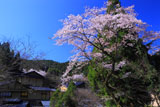 黒川温泉の桜と旅館夢龍胆