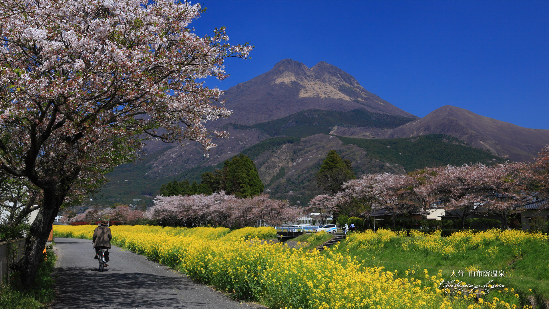 湯布院温泉の桜