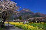 湯布院温泉の桜