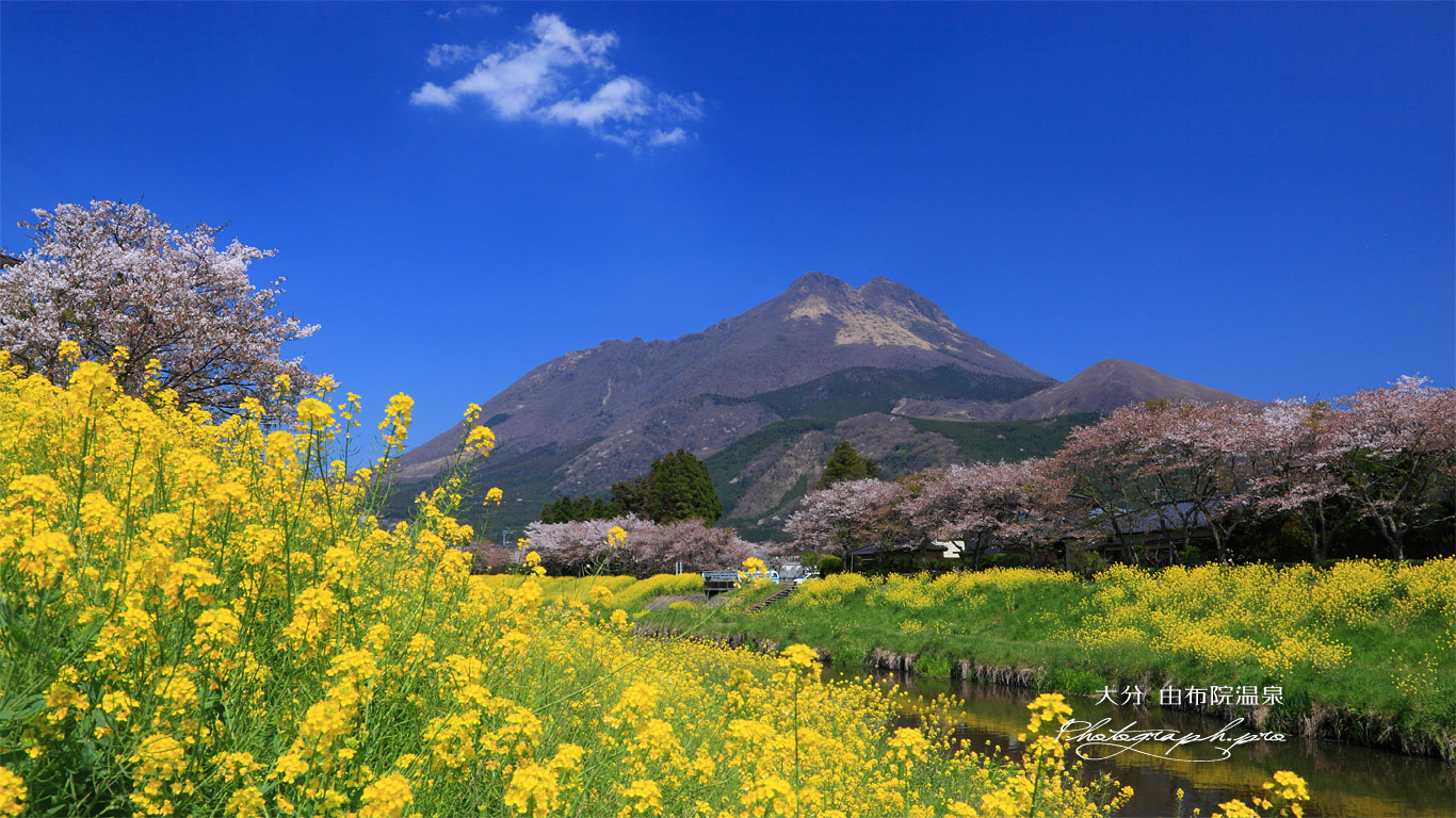 由布岳と由布院温泉の桜 壁紙