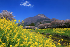 由布院温泉の桜