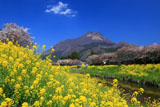 由布院温泉の桜