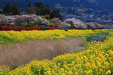由布院温泉の桜と大分川の菜の花