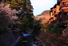 黒川温泉の桜