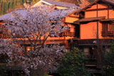 黒川温泉の山桜と旅館ふじ屋