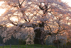 中国の桜