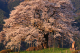 醍醐桜