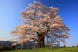 岡山県の桜