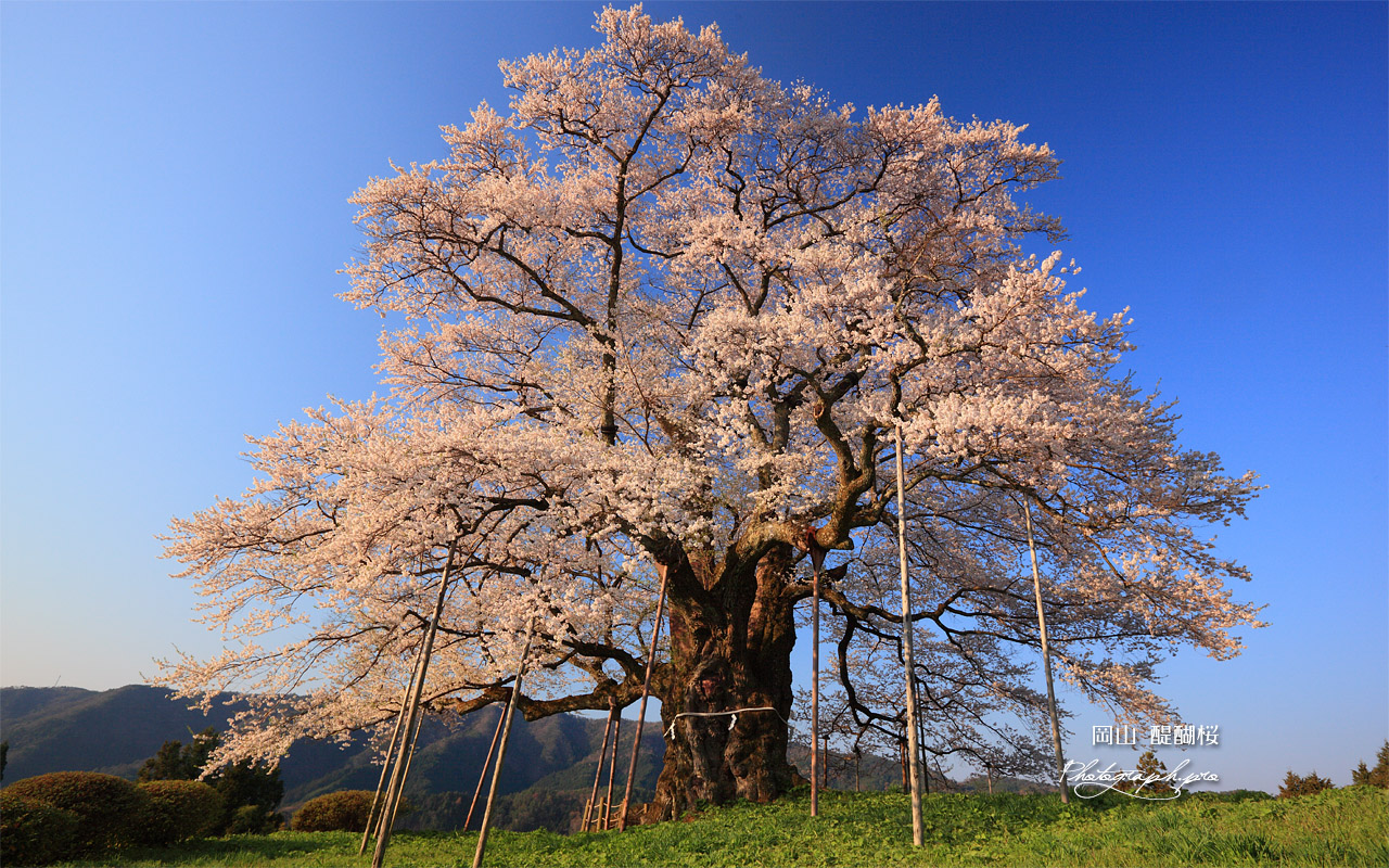 醍醐桜 壁紙