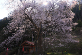 岩井畝の大桜