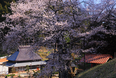 岩井畝の大桜