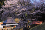 岩井畝の大桜