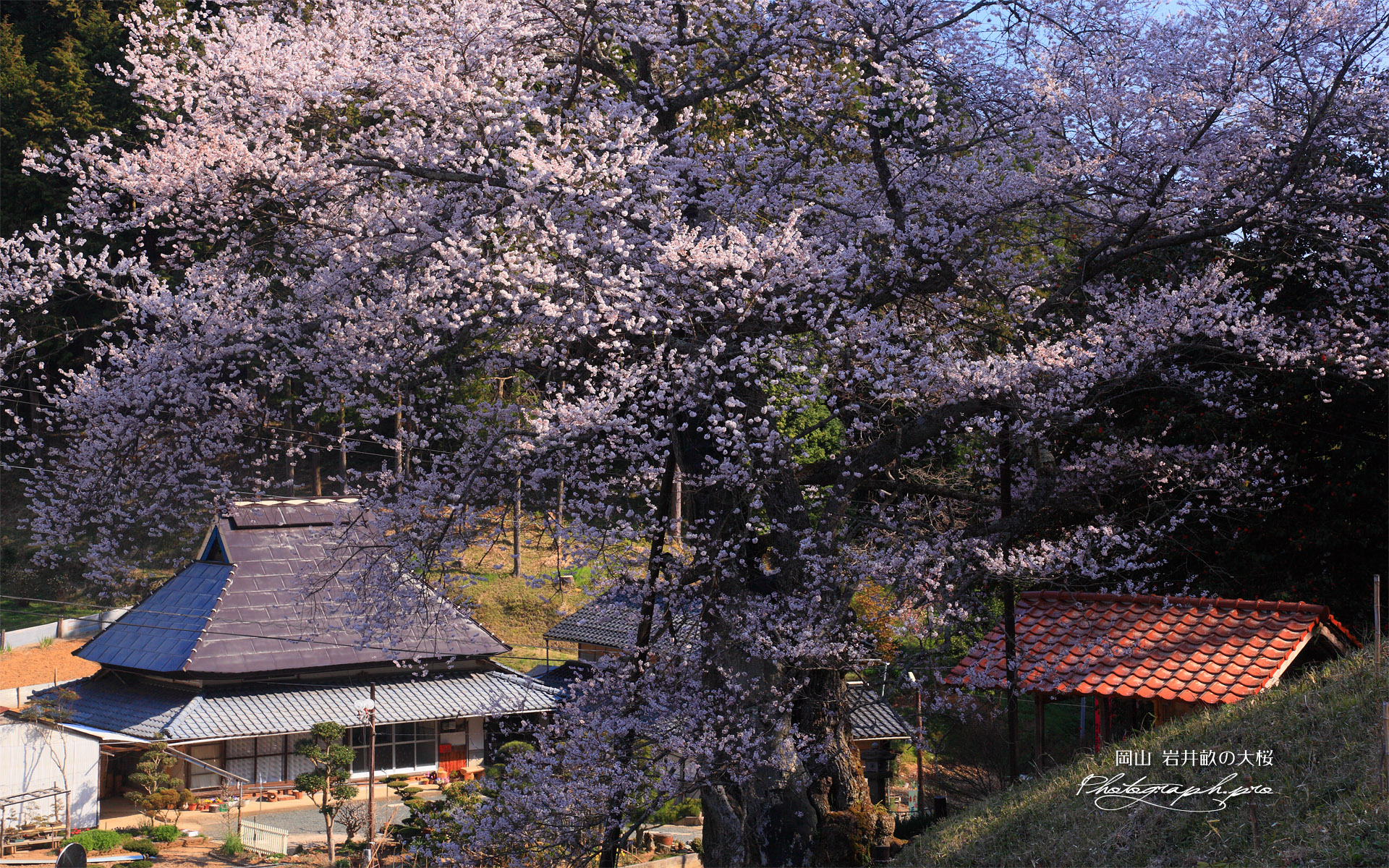 岩井畝の大桜