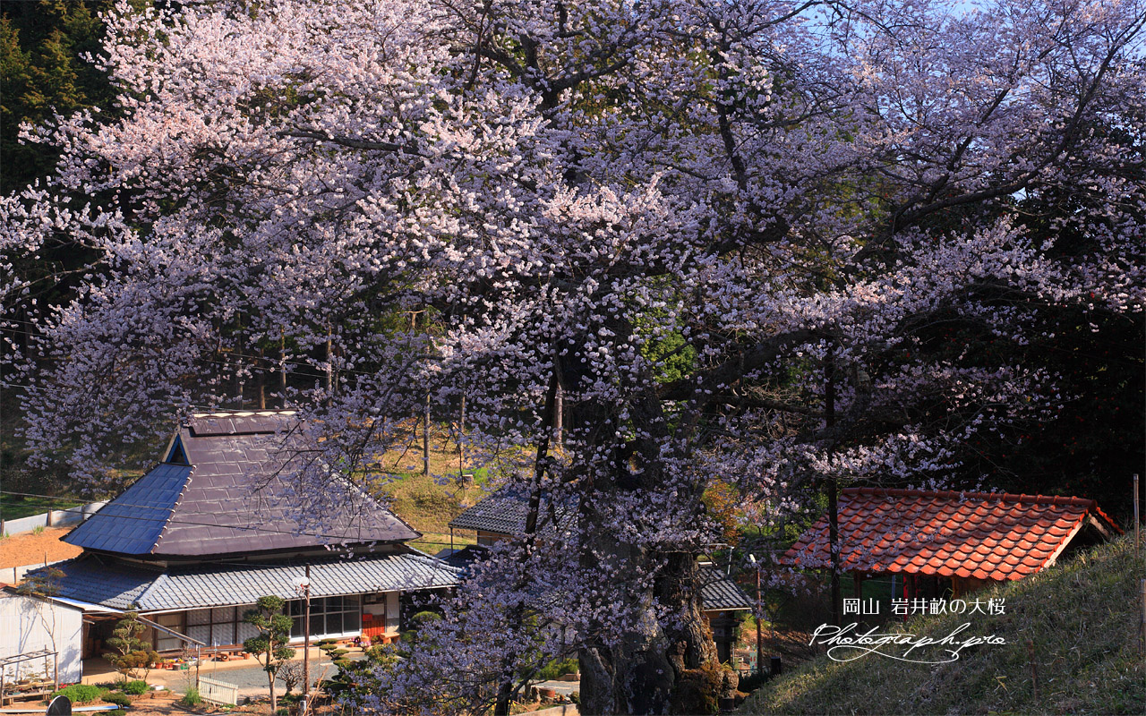 岩井畝の大桜 壁紙