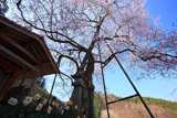 岩井畝の大桜