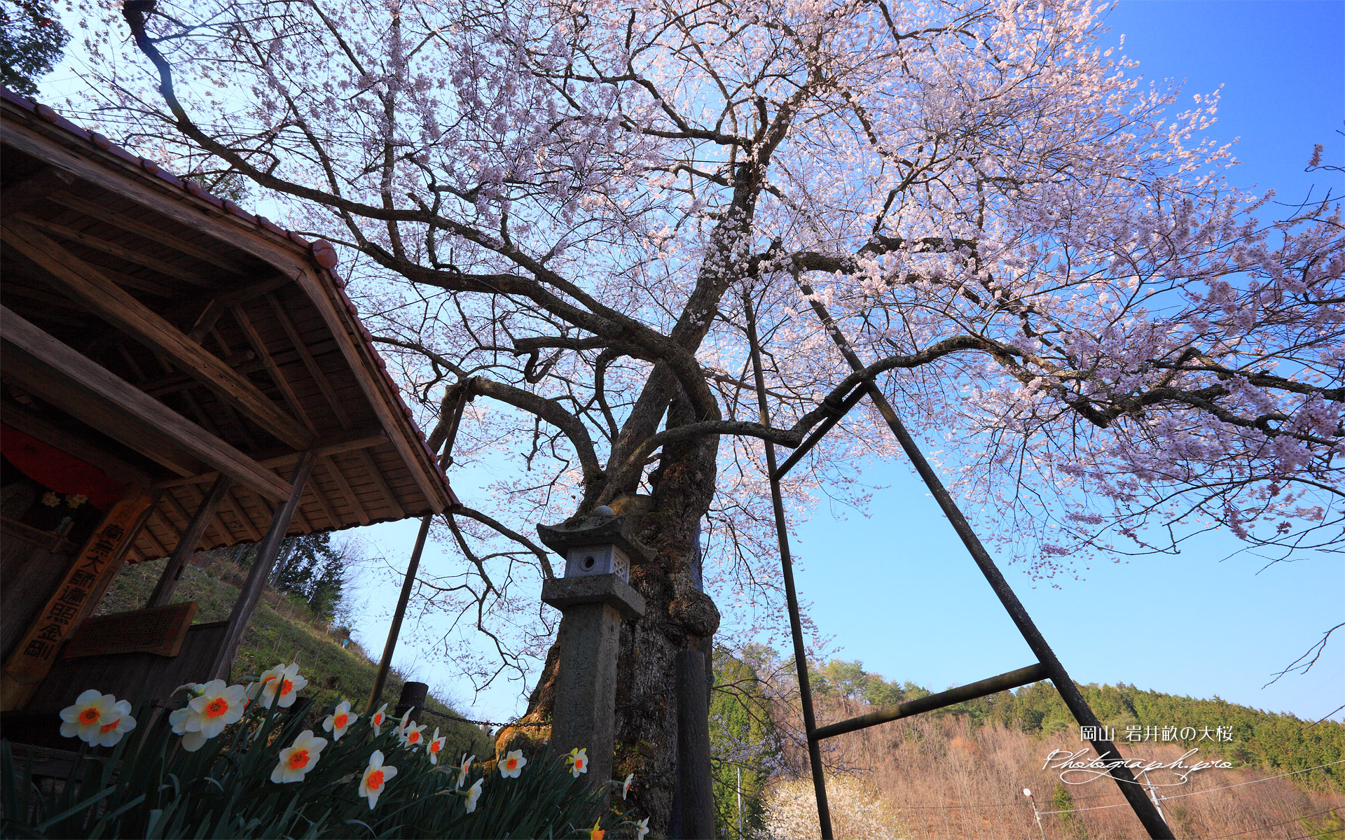 岩井畝の大桜