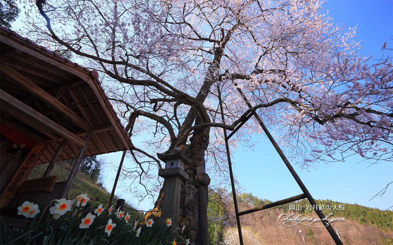 岩井畝の大桜 壁紙