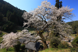 桜本寺の大桜