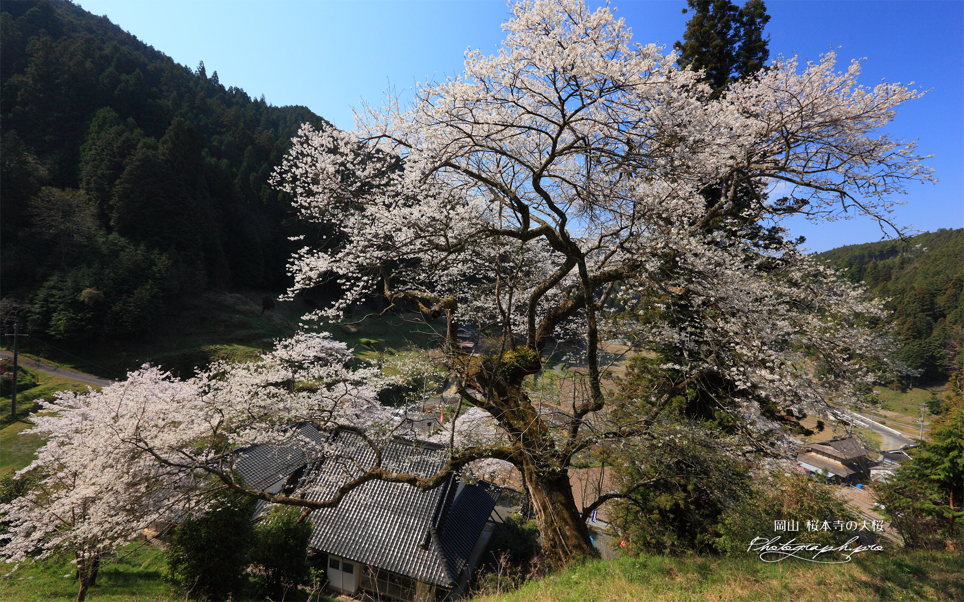 桜本寺の大桜