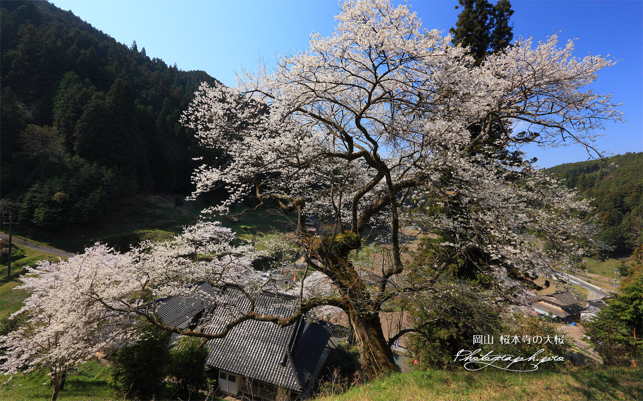 桜本寺の大桜 壁紙