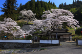 桜本寺のサクラ
