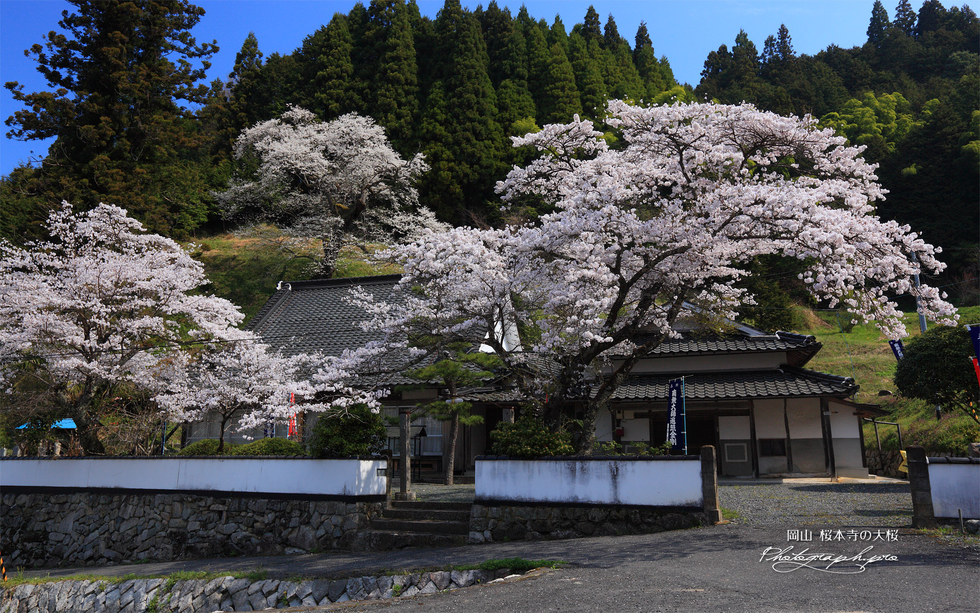 桜本寺のサクラ