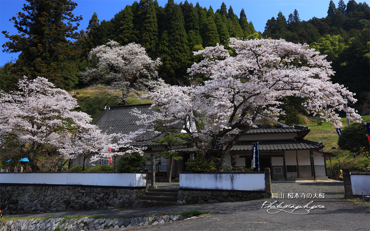 桜本寺のサクラ 壁紙